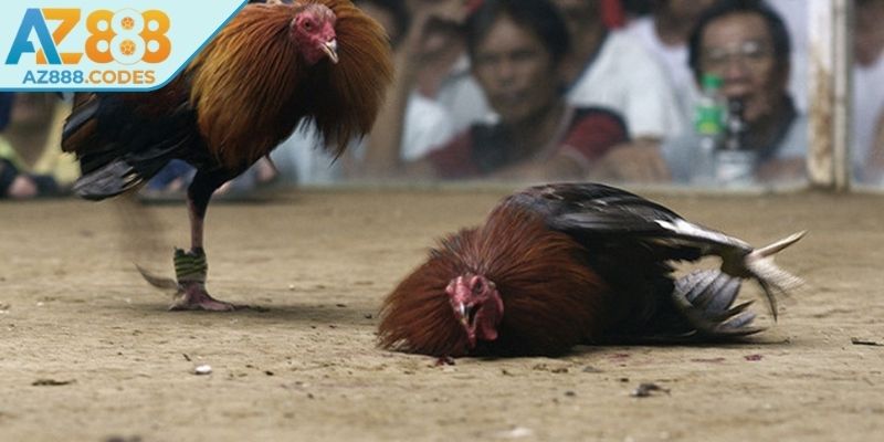 Bốn hình thức thi đấu được yêu thích tại đá gà 4K AZ888