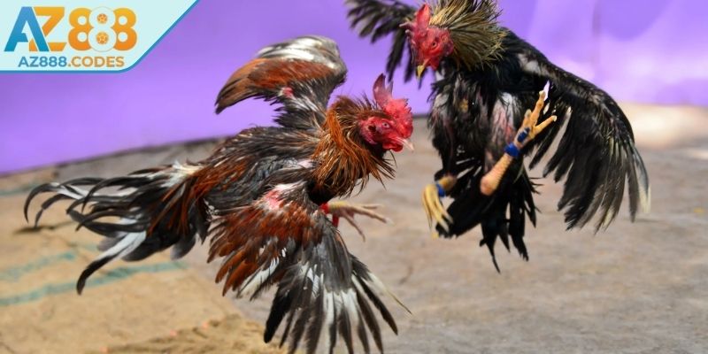 Đá gà nòi truyền thống