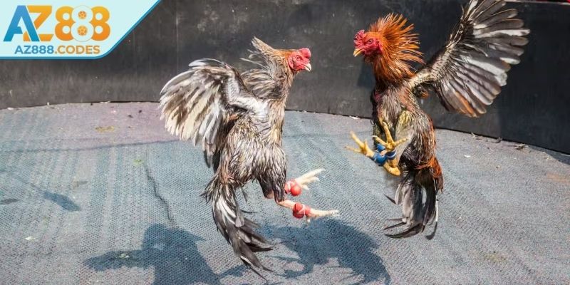 Trải nghiệm đỉnh cao với đá gà 4K AZ888 