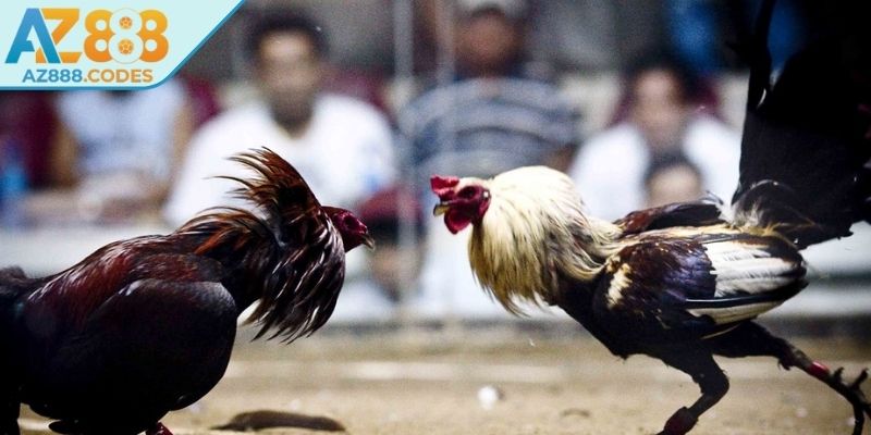 Bí quyết chọn và huấn luyện đá gà cựa dao AZ888 hiệu quả