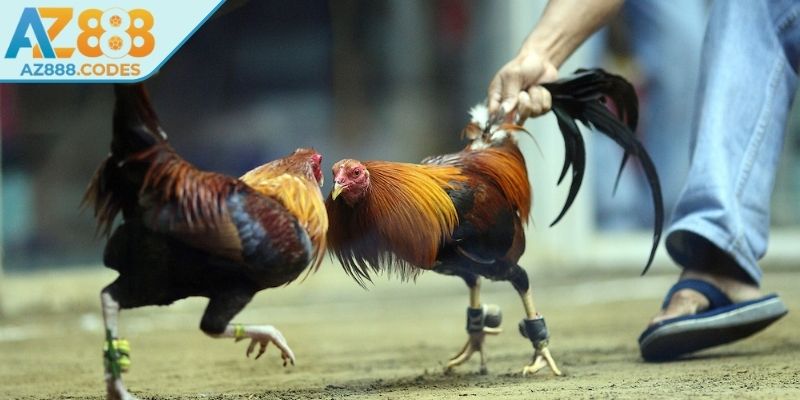 Những điểm thu hút của loại hình đá gà cựa dao AZ888 