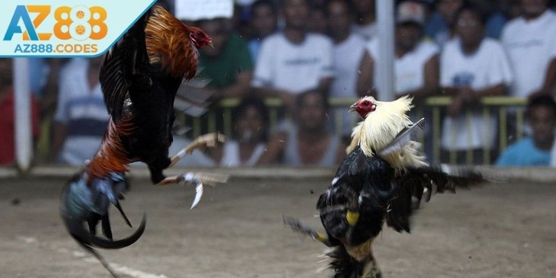 Quy trình thi đấu chuyên nghiệp trong đá gà cựa dao AZ888