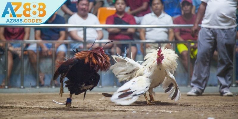 Các yếu tố quyết định thắng bại của đá gà cựa sắt  