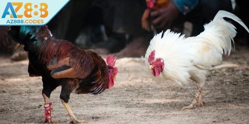 Huấn luyện thể lực cho đá gà cựa sắt AZ888