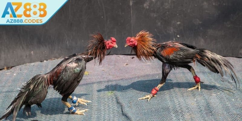 Nguồn gốc và nét độc đáo của đá gà cựa sắt AZ888