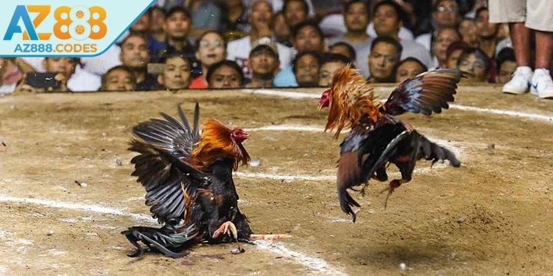 Chiến thuật giúp chiến thắng khi cá cược đá gà thomo AZ888