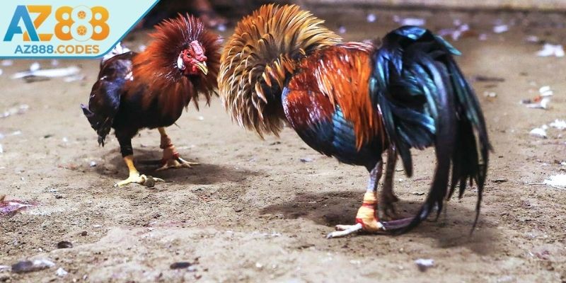 Quy định nghiêm ngặt đối với đá gà Thomo AZ888  