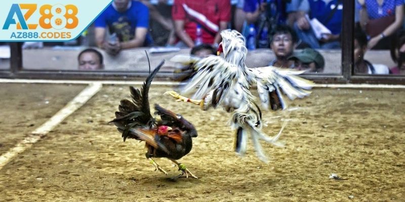 Trải nghiệm đá gà thomo AZ888 là gì?  