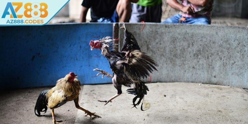Cách thức vận hành một trận đấu đá gà tre AZ888