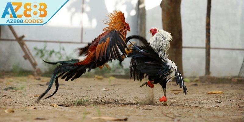 Kinh nghiệm nâng cao tỷ lệ thắng của đá gà tre AZ888