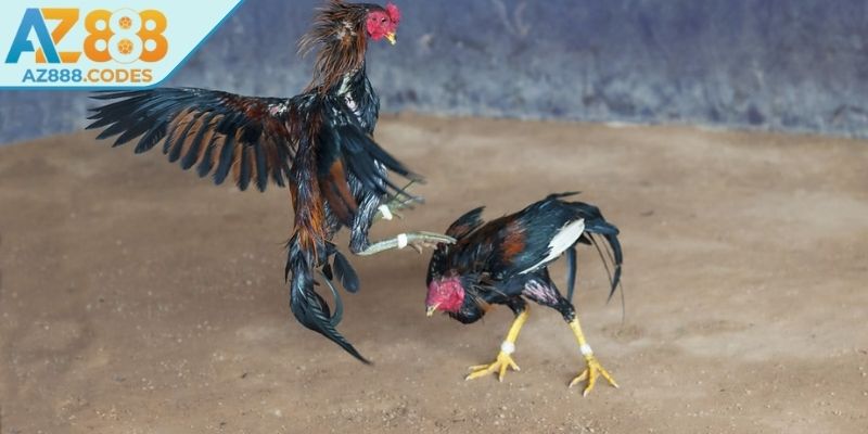 Sức hấp dẫn khó cưỡng của các trận đá gà tre AZ888